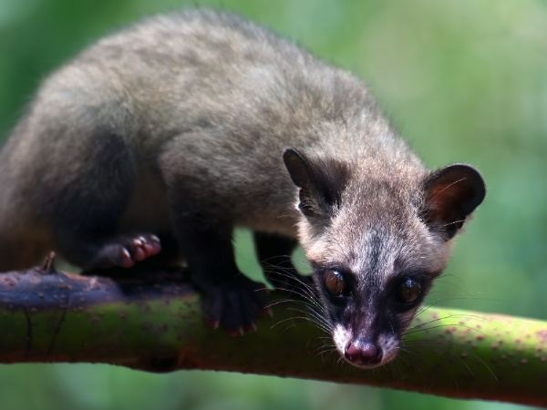Luwak (Civet)